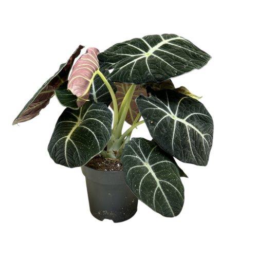 Alocasia reginula 'Black Velvet'