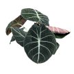 Alocasia reginula 'Black Velvet'