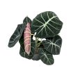 Alocasia reginula 'Black Velvet'