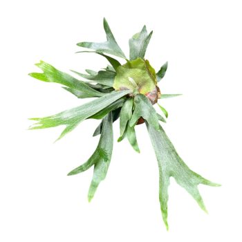 Platycerium alcicorne