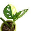 Monstera lechleriana 'Variegata' (Inplanted)