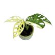 Monstera lechleriana 'Variegata' (Inplanted)