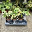 Monstera lechleriana 'Variegata' (Inplanted)