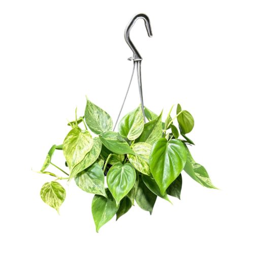 Philodendron hederaceum var. oxycardium 'Variegata' (Inplanted) 15 cm