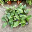 Hoya rundumensis 'Splash'