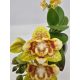 Phalaenopsis Allura 'Anmio Yellow Bat' - Lepkeorchidea
