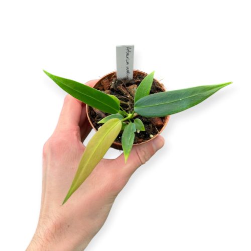Anthurium wendlingeri (Microplanted)