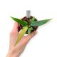 Anthurium wendlingeri (Microplanted)