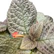 Episcia 'Moonlight'