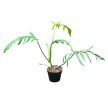 Philodendron elegans (Inplanted)