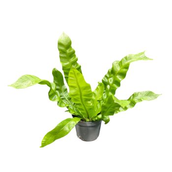 Asplenium nidus 'Crispy Wave' (mini)