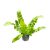 Asplenium nidus 'Crispy Wave' (mini)