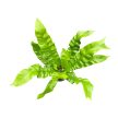 Asplenium nidus 'Crispy Wave' (mini)