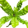 Asplenium nidus 'Crispy Wave' (mini)