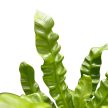 Asplenium nidus 'Crispy Wave' (mini)