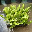 Asplenium nidus 'Crispy Wave' (mini)