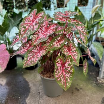 Caladium bicolor 'Carolyn Whorton' (XXL)