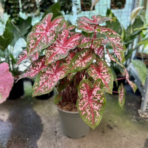 Caladium bicolor 'Carolyn Whorton' (XXL)