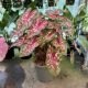 Caladium bicolor 'Carolyn Whorton' (XXL)