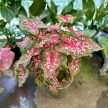 Caladium bicolor 'Carolyn Whorton' (XXL)