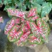 Caladium bicolor 'Carolyn Whorton' (XXL)