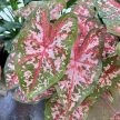 Caladium bicolor 'Carolyn Whorton' (XXL)