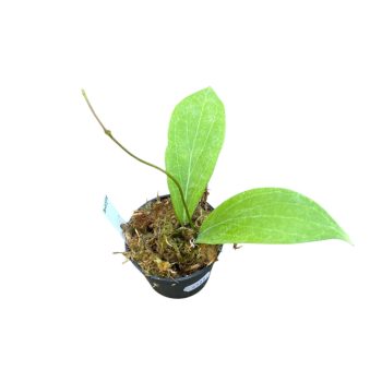 Hoya camphorifolia (Inplanted)