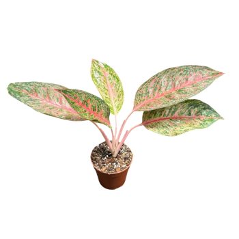 Aglaonema 'Tango Pink' (Inplanted)