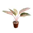Aglaonema 'Tango Pink' (Inplanted)