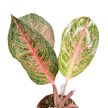 Aglaonema 'Tango Pink' (Inplanted)