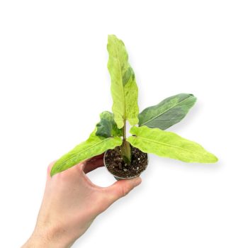 Alocasia lauterbachiana 'Aurea'