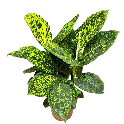 Dieffenbachia sp. 'Reflector'