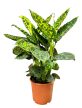 Dieffenbachia sp. 'Reflector'