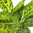 Dieffenbachia sp. 'Reflector'