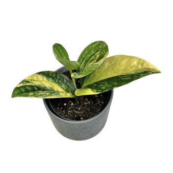 Monstera karstenianum 'Peru Aurea'