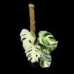 Monstera deliciosa 'Variegata' XL-1 (Inplanted)