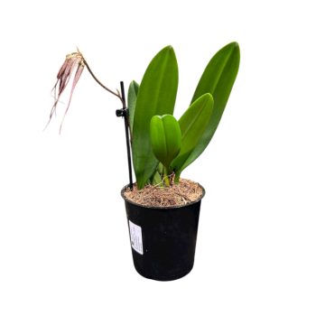   Bulbophyllum Elizabeth Ann 'Buckleberry' (Virágzó méret)