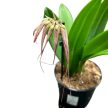 Bulbophyllum Elizabeth Ann 'Buckleberry' (Virágzó méret)