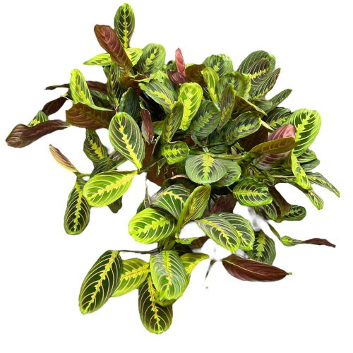 Maranta leuconeura 'Tricolor' (XXL)