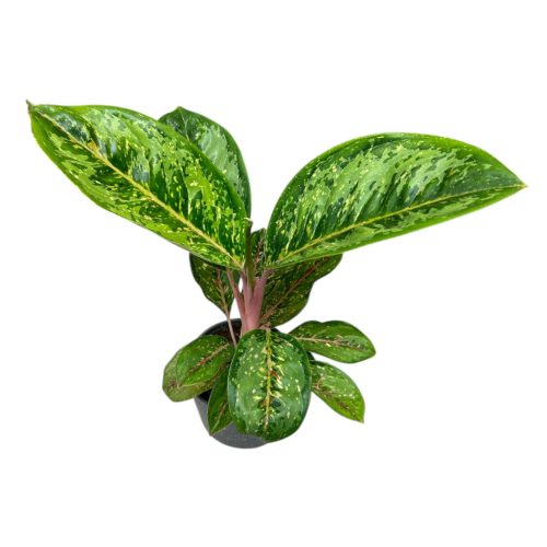 Aglaonema 'Camo Coralie'