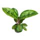 Aglaonema 'Camo Coralie'