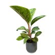 Aglaonema 'Camo Coralie'