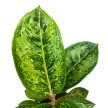 Aglaonema 'Camo Coralie'