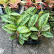 Aglaonema 'Camo Coralie'