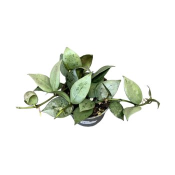 Hoya krohniana 'Eskimo' (Inplanted) mini