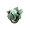 Hoya krohniana 'Eskimo' mini (Inplanted) 