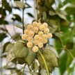 Hoya krohniana 'Eskimo' mini (Inplanted) 