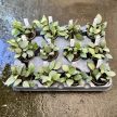 Hoya krohniana 'Eskimo' mini (Inplanted) 