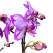 Phalaenopsis 'Toshi' Lepkeorchidea