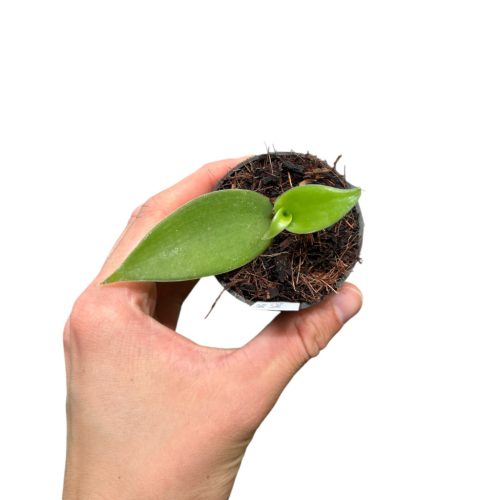 Vanilla planifolia (Inplanted)